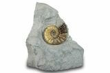 Jurassic Ammonite (Asteroceras) Fossil - Dorset, England #279474-1